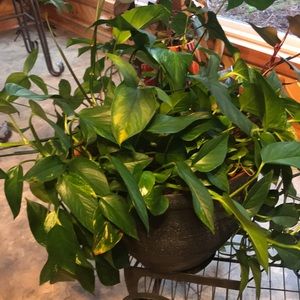 Meet your Posher, Marcus